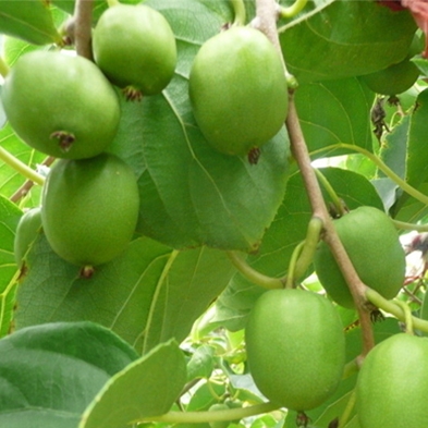 软枣猕猴桃种苗