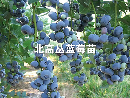 蓝莓苗木