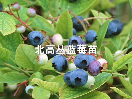 蓝莓苗种植